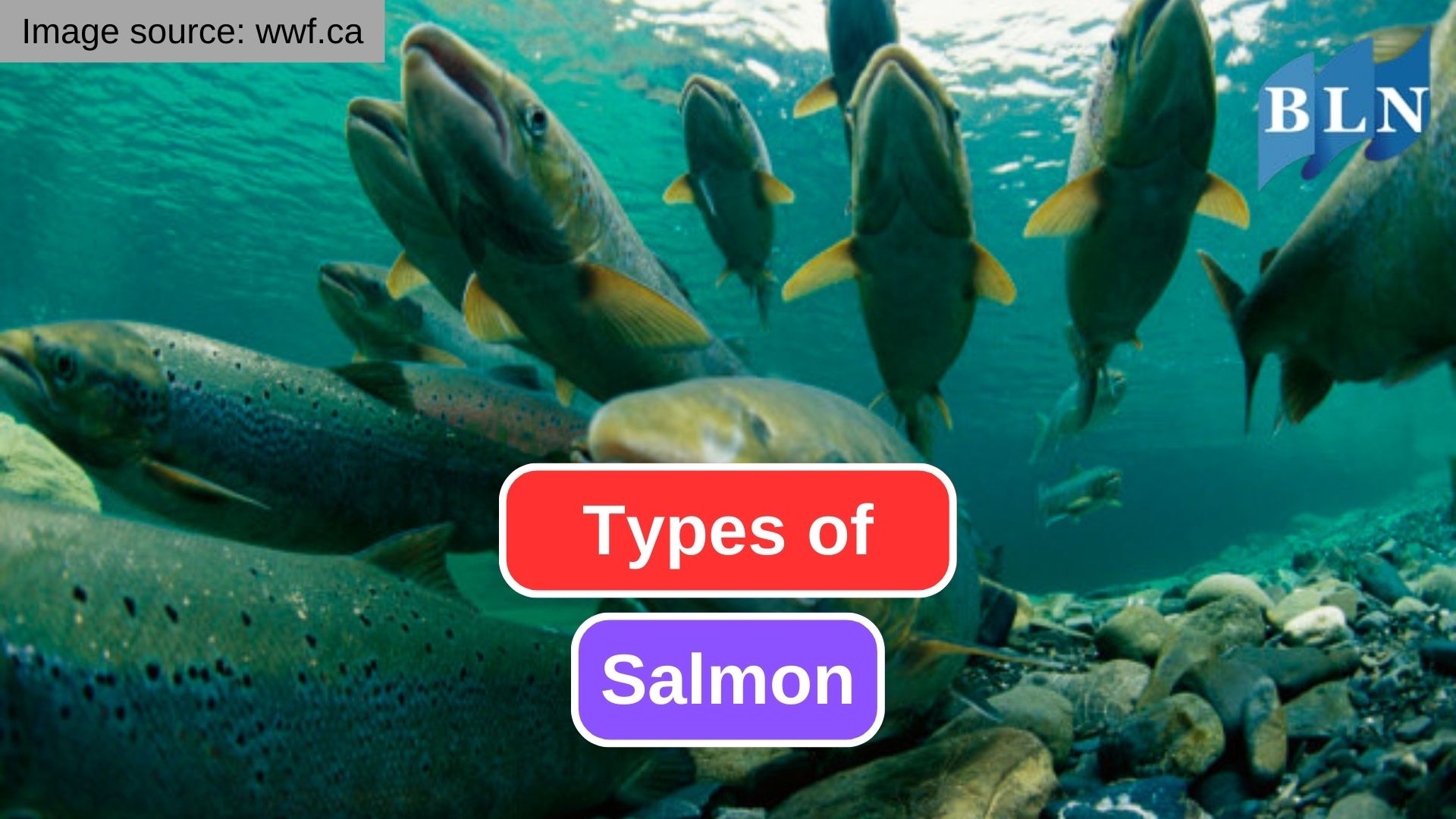 Exploring the Different Species of Salmon